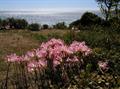 Amaryllis Belladonna
